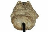 Fossil Mosasaur Vertebra w/ Metal Stand - Texas #316047-4